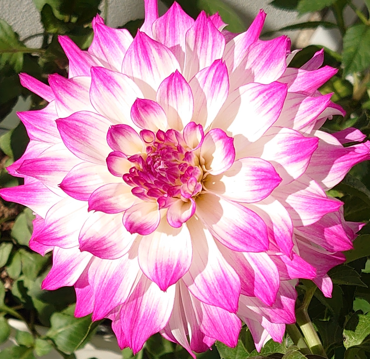 Dahlia